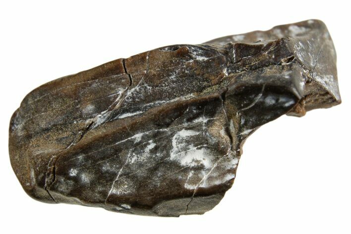 Fossil Dinosaur (Triceratops) Shed Tooth - Montana #332596